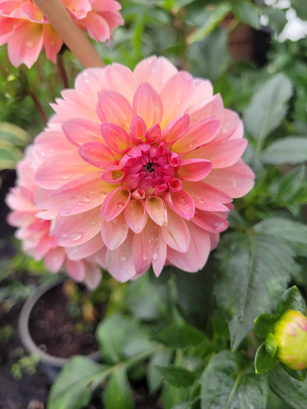 Pink dahlia with dew