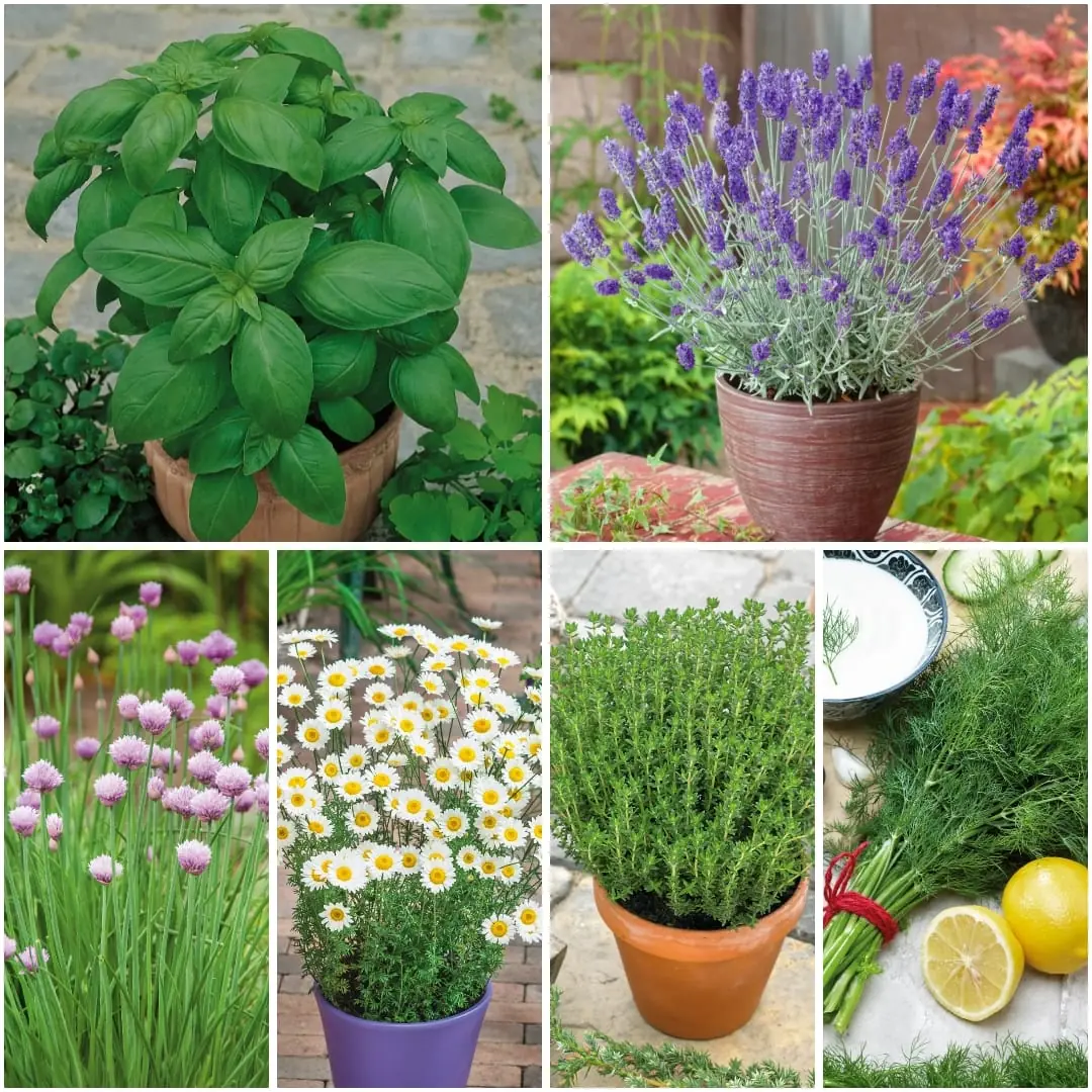 Herb varieties we grow to order