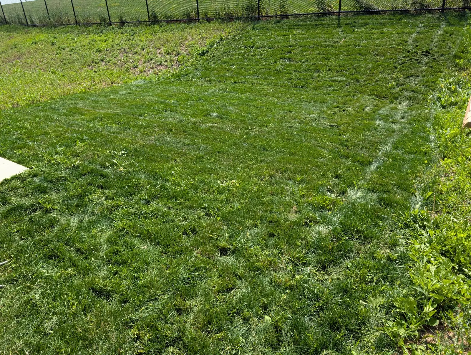 Lush green lawn after service