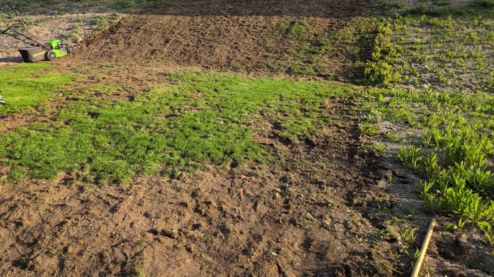 Patchy lawn before service
