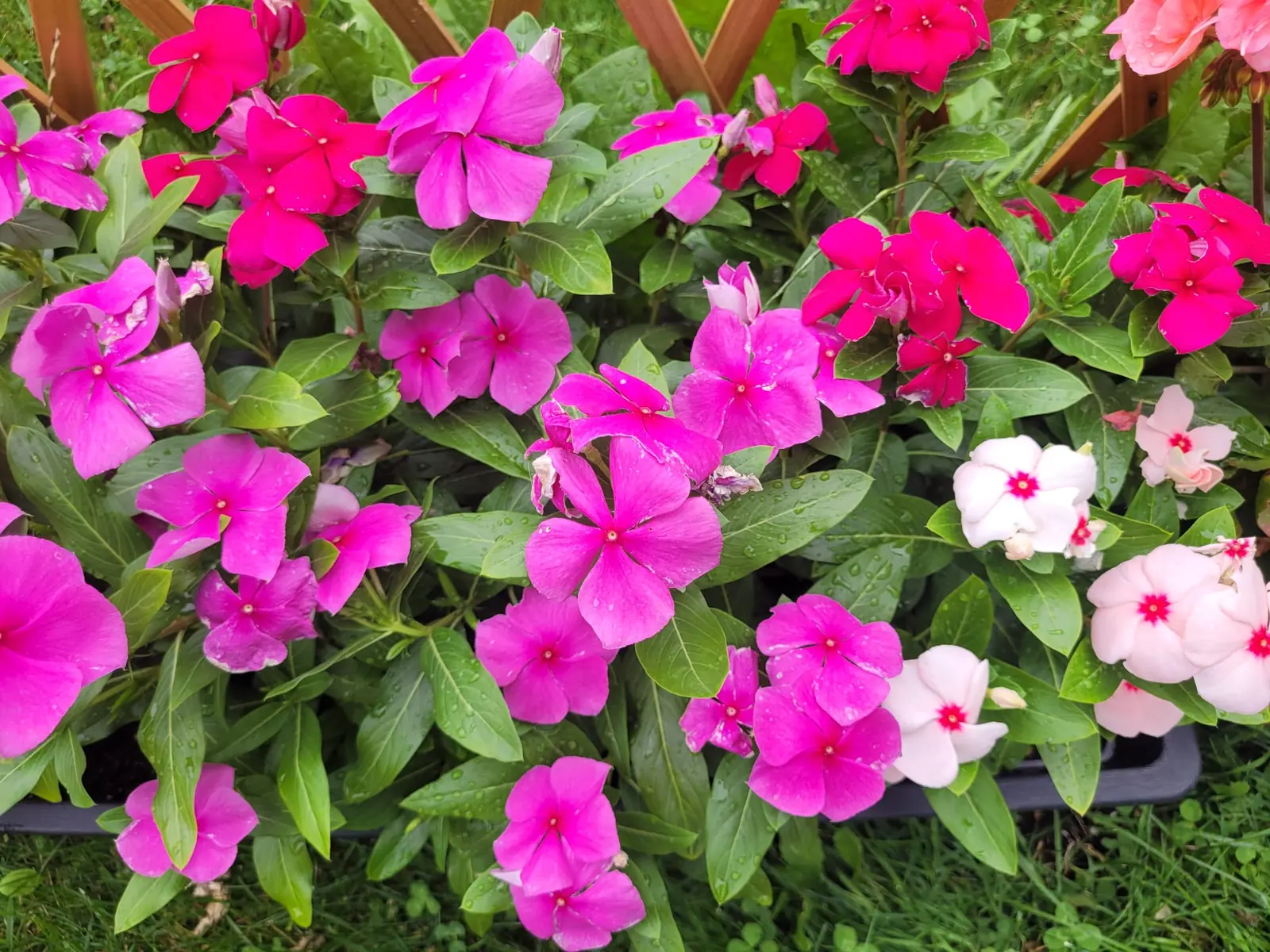 Bright magenta and white vinca flowers